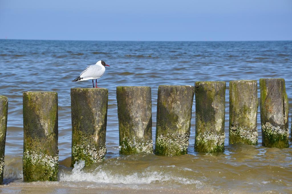 Seetelhotel Nautic Usedom Hotel & Spa Koserow Bagian luar foto